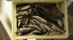 天神崎　サビキでアジにアオリイカの釣果も