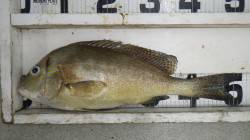 白浜の椿にてコロダイの釣果