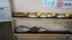 堺漁港で紀州釣り〜エサ取り少なく快適でした〜