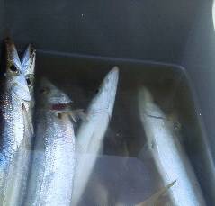 芳養堤防にて早朝にカマス・アジ