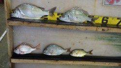 雨の日置川、ルアーと青イソメでキビレ・ヘダイ他