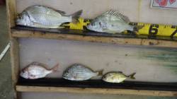 雨の日置川、ルアーと青イソメでキビレ・ヘダ…