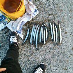 西宮浜でサヨリ&タチウオ釣り　周りも釣れていました♪