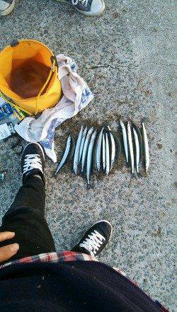 西宮浜でサヨリ&タチウオ釣り　周りも釣れていました♪