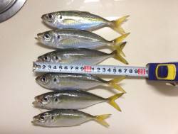 舞洲　タチウオのウキを眺めながらのアジング…