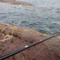 御坊・カツオ島・沖の鼻でヤエン・エギングの釣果