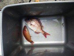 小浦崎へフカセ釣りに