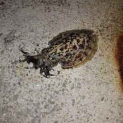 東二見で23時からのエギング、1時間程でコウイカがヒット