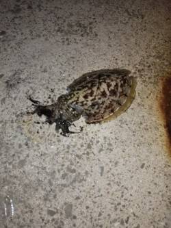 東二見で23時からのエギング、1時間程でコ…