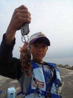 高砂港の探り釣りでガシラ