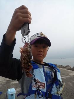 高砂港の探り釣りでガシラ