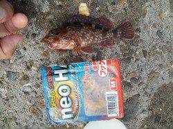 高砂港の探り釣りでガシラ