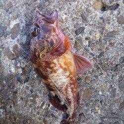 高砂港でシラサを使って穴釣り・胴突き　シーズン初のメバルがつれました