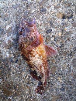 高砂港でシラサを使って穴釣り・胴突き　シーズン初のメバルがつれました