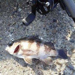 高砂港でシラサを使って穴釣り・胴突き　シーズン初のメバルがつれました