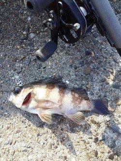 高砂港でシラサを使って穴釣り・胴突き　シーズン初のメバルがつれました