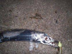 第四突堤　仕事前にウキ釣り＆ルアーでタチウオ狙い