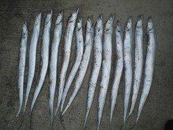 神戸港でタチウオ狙い、二人で13本をゲット