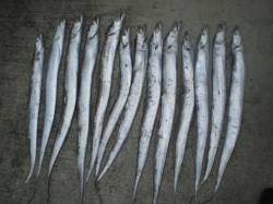 神戸港でタチウオ狙い、二人で13本をゲット…