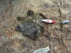 姫路イイダコ狙い釣行〜なんとか2杯釣れまし…