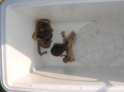 姫路イイダコ狙い釣行〜なんとか2杯釣れました〜