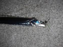 鰯浜漁港でタチウオワインド