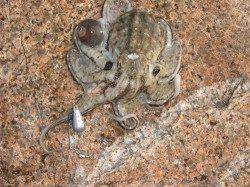 飾磨～広畑　オクトパッシングでのイイダコ狙い☆