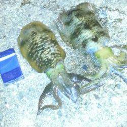 高速シャクリのテンションフォール中にHIT！ 間人でエギング