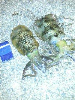 高速シャクリのテンションフォール中にHIT！ 間人でエギング