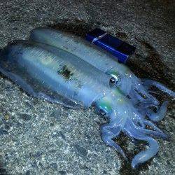 高速シャクリのテンションフォール中にHIT！ 間人でエギング