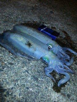 高速シャクリのテンションフォール中にHIT！ 間人でエギング