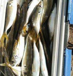 旧の赤灯台でサビキ、アジ100匹オーバー★