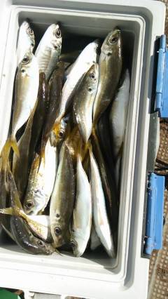 旧の赤灯台でサビキ、アジ100匹オーバー★…