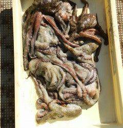 岸和田一文字　タコの釣果も出てます