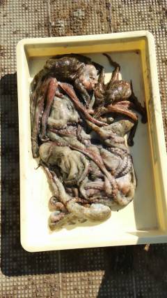 岸和田一文字　タコの釣果も出てます