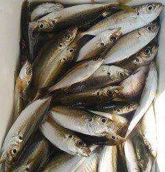 岸和田一文字　胴突きでカワハギ・ガシラ　サビキでアジの釣果