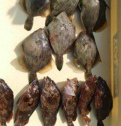 岸和田一文字　胴突きでカワハギ・ガシラ　サビキでアジの釣果