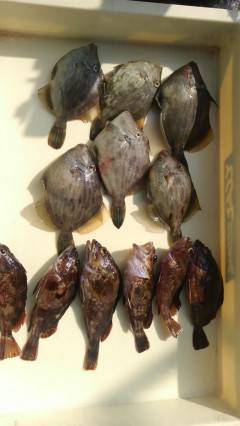 岸和田一文字　胴突きでカワハギ・ガシラ　サ…