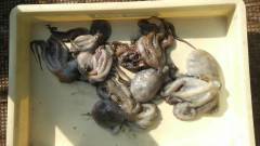 岸和田一文字　タコ300〜500gの釣果