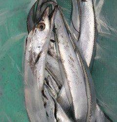 沖の北で太刀魚釣り、メーターオーバーも出ました！