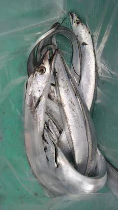 沖の北で太刀魚釣り、メーターオーバーも出ま…