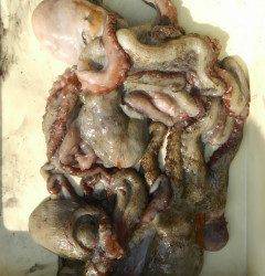 岸和田一文字　タコ300〜500gの釣果