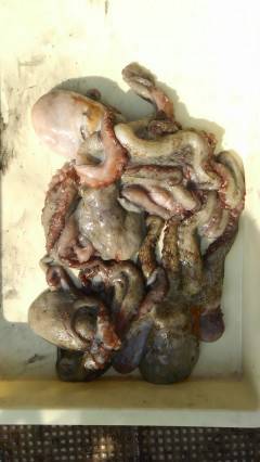 岸和田一文字　タコ300〜500gの釣果