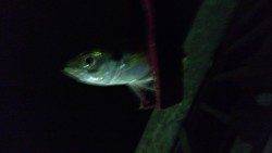 ポートアイランドへアジング釣行