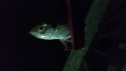 ポートアイランドへアジング釣行