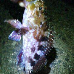 ポートアイランドへアジング釣行