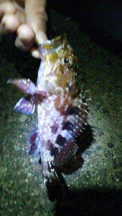 ポートアイランドへアジング釣行