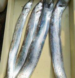 沖の北で太刀魚★メーターオーバーも出ています！★