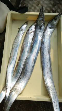 沖の北で太刀魚★メーターオーバーも出ていま…