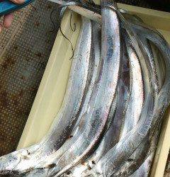 沖の北で太刀魚★メーターオーバーも出ています！★